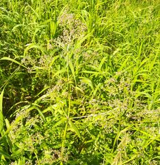 Galium boreale