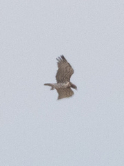 Circaetus gallicus