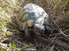 Testudo hermanni