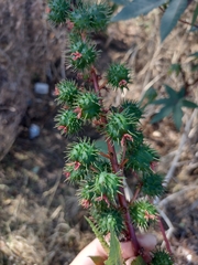 Ricinus communis