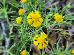 Helenium amarum