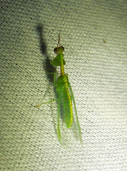 Zeugomantispa minuta