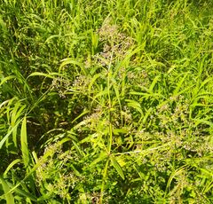 Galium boreale