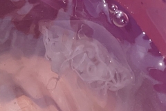 Chrysaora chesapeakei