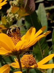 Sericomyia flagrans
