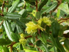 Andricus quercusfoliatus