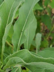 Helianthus maximiliani