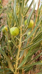 Asclepias labriformis