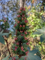 Ricinus communis