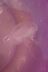 Chrysaora chesapeakei