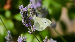 Pieris brassicae
