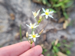 Nothoscordum bivalve