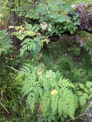 Conioselinum tataricum