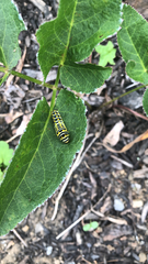 Papilio polyxenes
