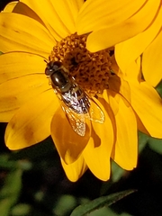 Lapposyrphus lapponicus