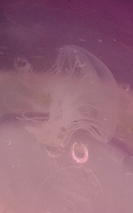 Chrysaora chesapeakei