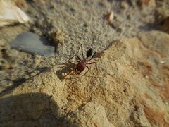 Cataglyphis nodus