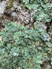 Ricasolia quercizans