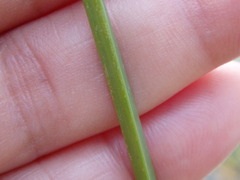 Cyperus longus