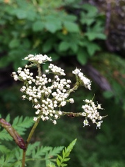 Conioselinum tataricum
