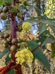 Ricinus communis