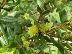 Andricus quercusfoliatus