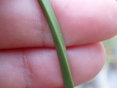 Cyperus longus