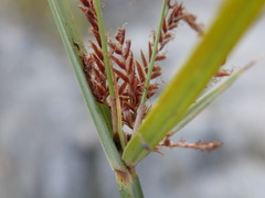 Cyperus longus