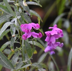 Lathyrus