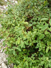 Lonicera caerulea