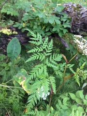 Conioselinum tataricum