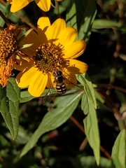 Lapposyrphus lapponicus