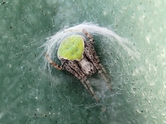 Araneus detrimentosus