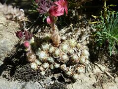 Sempervivum arachnoideum