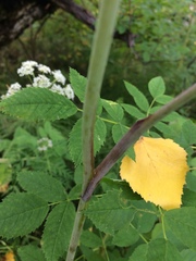Conioselinum tataricum
