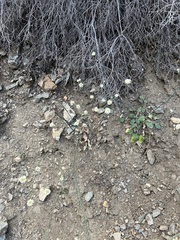Eriogonum nudum