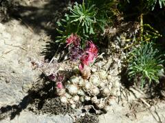 Sempervivum arachnoideum