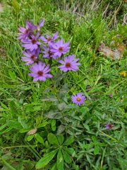 Eucephalus ledophyllus