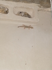 Thecadactylus rapicauda