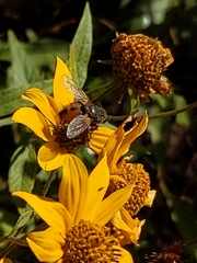 Tachinini