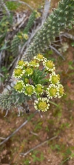 Euphorbia caput-medusae