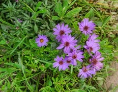 Eucephalus ledophyllus