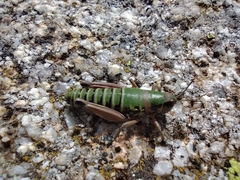 Cophopodisma pyrenaea