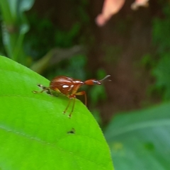 Paratrachelophorus nodicornis