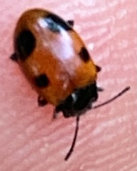 Endomychus biguttatus