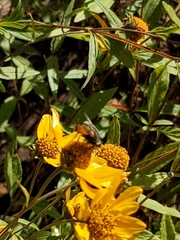 Tachinini