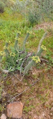 Euphorbia caput-medusae
