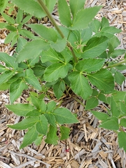 Zizia aurea