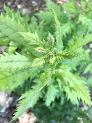 Quercus cerris