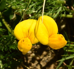 Lotus alpinus